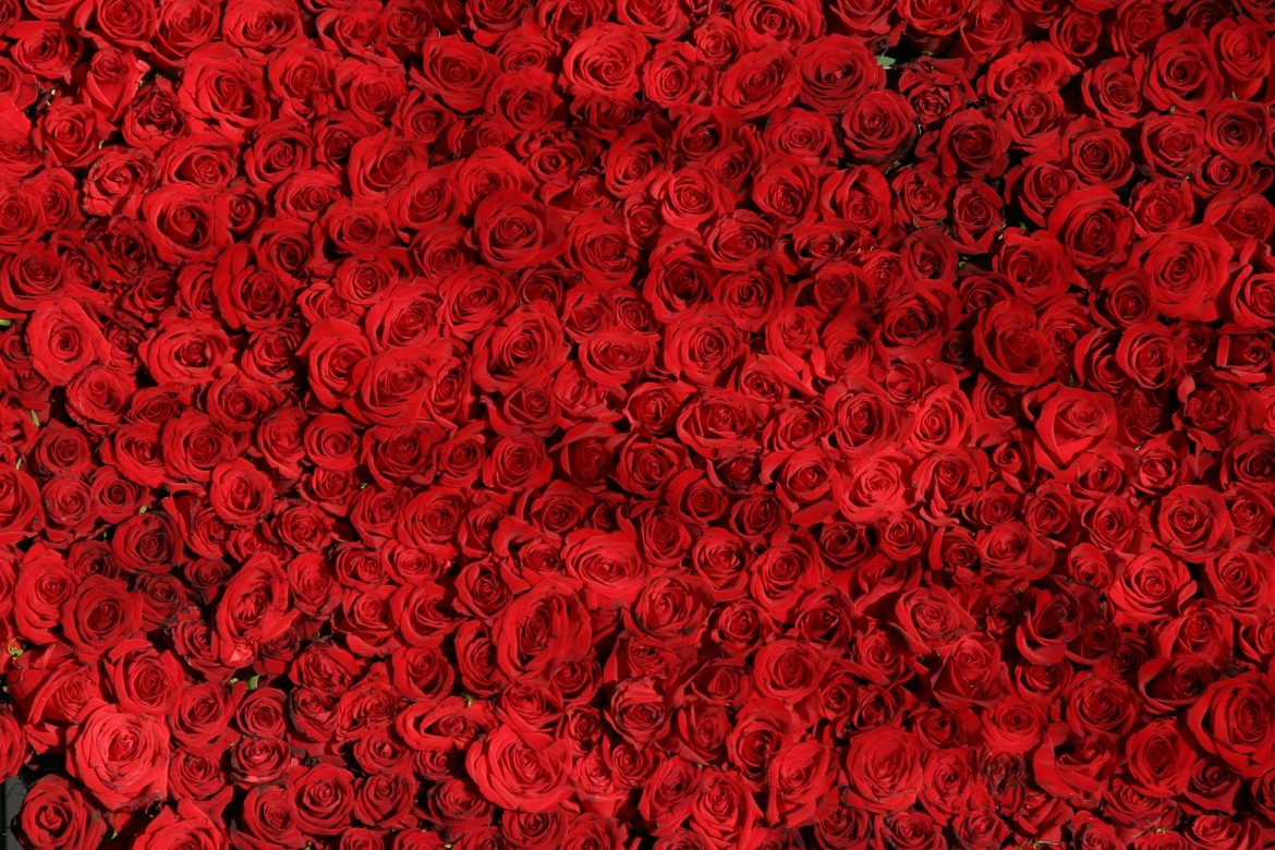rot-rosen-liebe-romantik