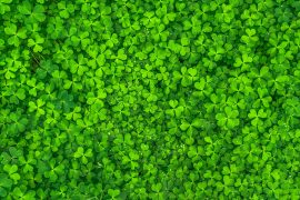 Glückssymbol: grüne Kleeblätter