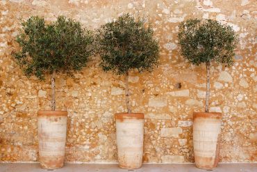 3 Olivenbäume in Terracotta-Töpfen