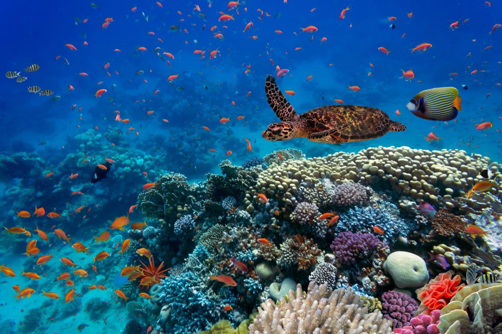 Korallenriff im roten Meer, Ägypten