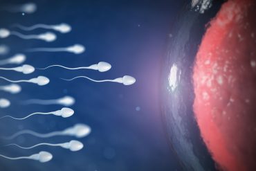 Spermien treffen auf Eizelle