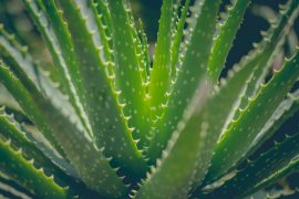Nahaufnahme Aloepflanze