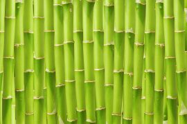 Nahaufnahme von Bambusstängeln