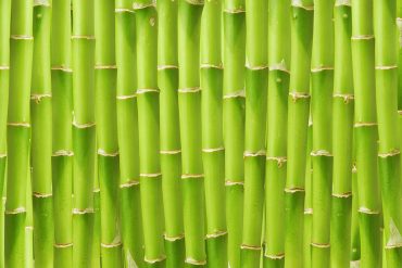 Nahaufnahme von Bambusstängeln